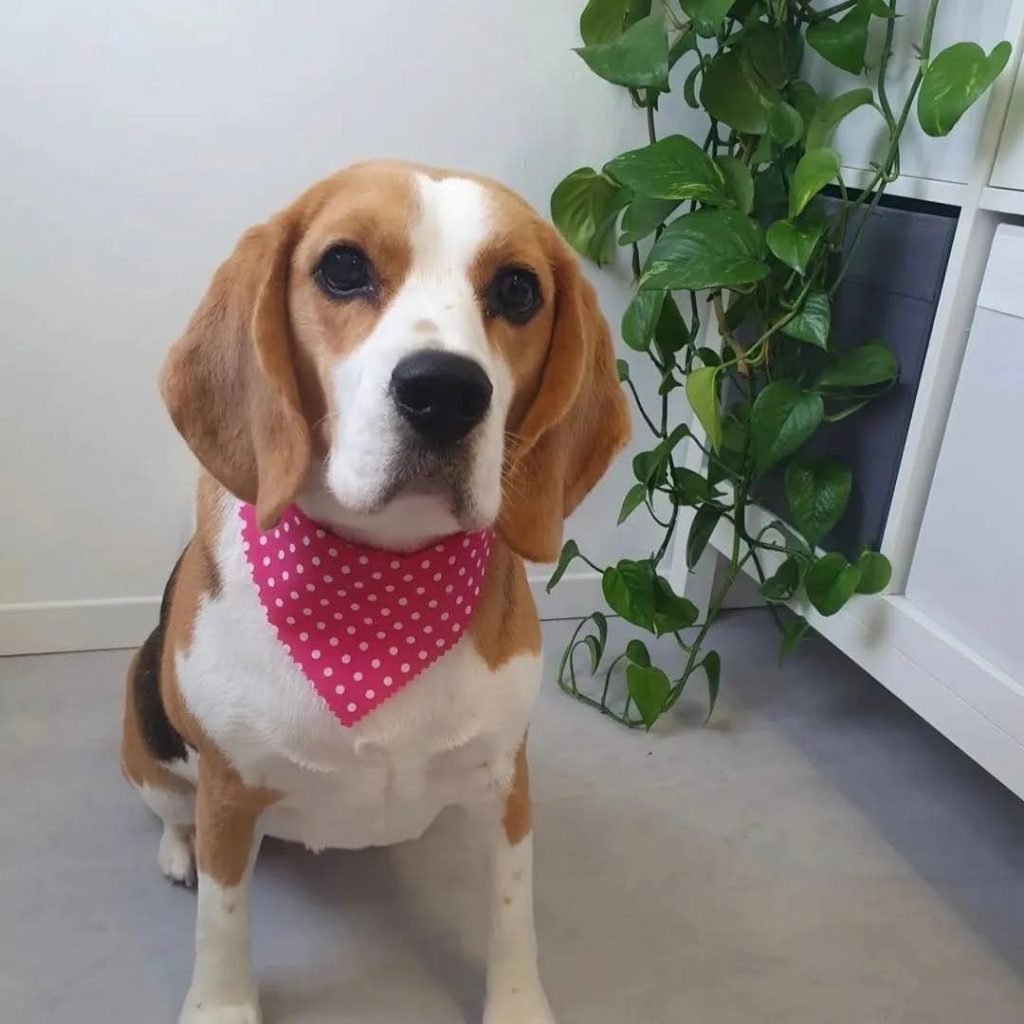 unnamed-17-1024x1024 Behind the Boxes in Chapelton