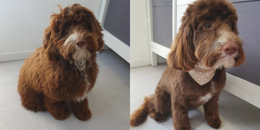 Chapelton-1000-x-500-1-1024x512 Dom's Dog Grooming: Give your pooch the ultimate health and grooming experience