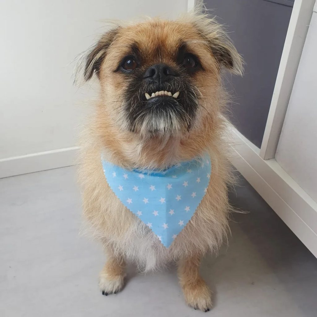 dog3-1024x1024 Dom's Dog Grooming: Give your pooch the ultimate health and grooming experience